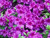 AZALEA PURPLE PRIDE