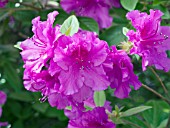 AZALEA PURPLE SPLENDOUR