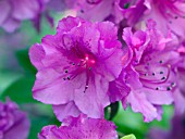 AZALEA PURPLE SPLENDOUR