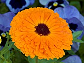 CALENDULA OFFICINALIS CALYPSO ORANGE