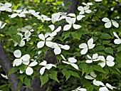 CORNUS KOUSA