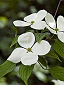 CORNUS KOUSA