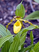 CYPRIPEDIUM PARVIFLORUM PUBESCENS