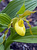 CYPRIPEDIUM PARVIFLORUM PUBESCENS