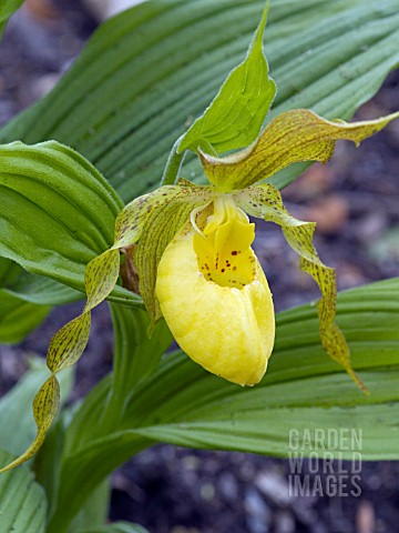 CYPRIPEDIUM_PARVIFLORUM_PUBESCENS