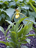 CYPRIPEDIUM PARVIFLORUM PUBESCENS