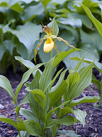 CYPRIPEDIUM_PARVIFLORUM_PUBESCENS