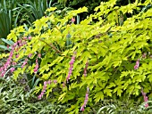 DICENTRA SPECTABILIS GOLD HEART