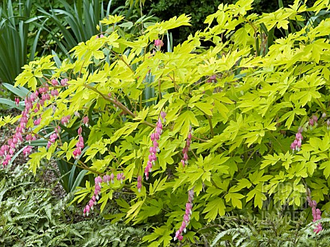 DICENTRA_SPECTABILIS_GOLD_HEART