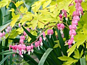 DICENTRA SPECTABILIS GOLD HEART