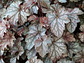 HEUCHERA DOLCE BLACKCURRANT