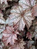 HEUCHERA DOLCE BLACKCURRANT