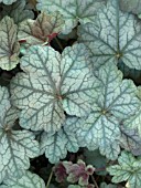 HEUCHERA DOLCE MOCHA MINT