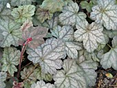 HEUCHERA DOLCE MOCHA MINT