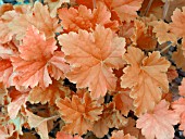 HEUCHERA DOLCE PEACH MELBA