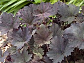 HEUCHERA FROSTED VIOLET