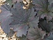 HEUCHERA FROSTED VIOLET