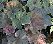 HEUCHERA MOCHA