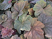 HEUCHERA MOCHA