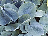 HOSTA BLUE DANUBE