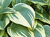 HOSTA FORTUNEI AUREOMARGINATA