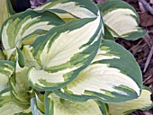 HOSTA GHOST SPIRIT