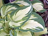 HOSTA GHOST SPIRIT