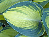 HOSTA JUNE