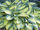 HOSTA JUNE