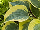 HOSTA LIBERTY