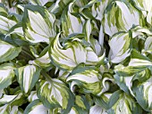 HOSTA UNDULATA VARIEGATA