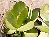 KALANCHOE THYRSIFLORA FLAPJACKS