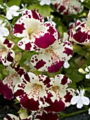 MIMULUS MAGIC WHITE WITH BLOTCH