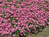 PHLOX SUBULATA CRIMSON BEAUTY