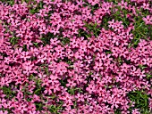 PHLOX SUBULATA CRIMSON BEAUTY