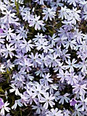 PHLOX SUBULATA EMERALD BLUE