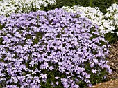 PHLOX SUBULATA EMERALD BLUE