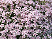 PHLOX SUBULATA TAMAONGALIE