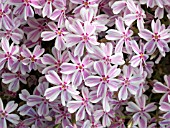 PHLOX SUBULATA TAMAONGALIE