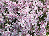 PHLOX SUBULATA TAMAONGALIE