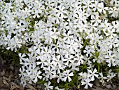 PHLOX SUBULATA WHITE DELIGHT