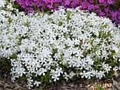 PHLOX SUBULATA WHITE DELIGHT