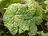 PODOPHYLLUM SPOTTY DOTTY