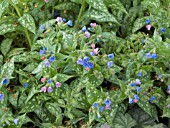 PULMONARIA IRISH SPRING