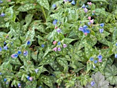 PULMONARIA IRISH SPRING