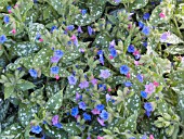 PULMONARIA MOUNTAIN MAGIC