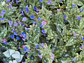 PULMONARIA MOUNTAIN MAGIC