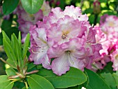 RHODODENDRON DEXTERS APPLEBLOSSOM