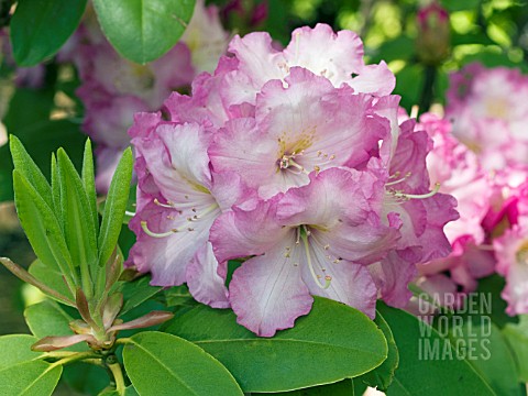 RHODODENDRON_DEXTERS_APPLEBLOSSOM