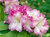 RHODODENDRON DEXTERS APPLEBLOSSOM